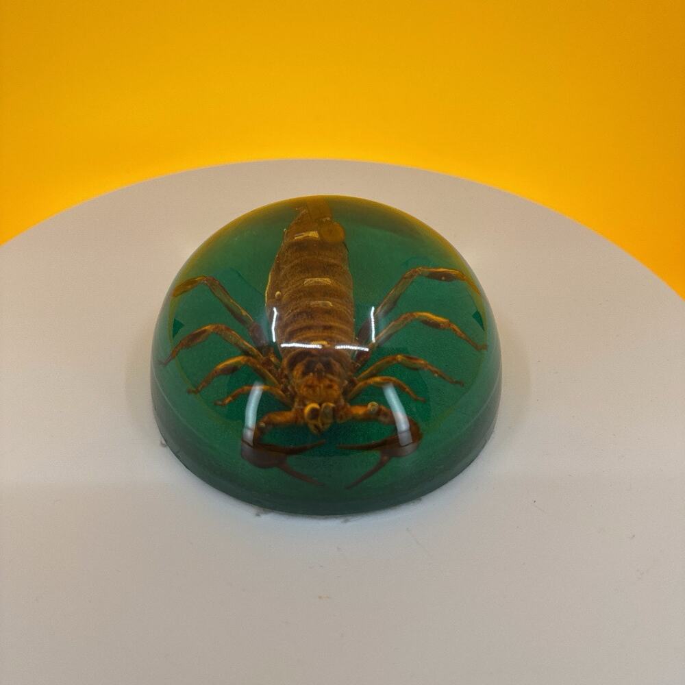 Scorpion Encased in Pexiglass